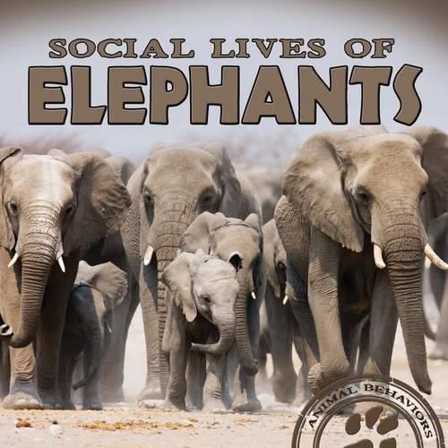 Cover image for Social Lives of Elephants