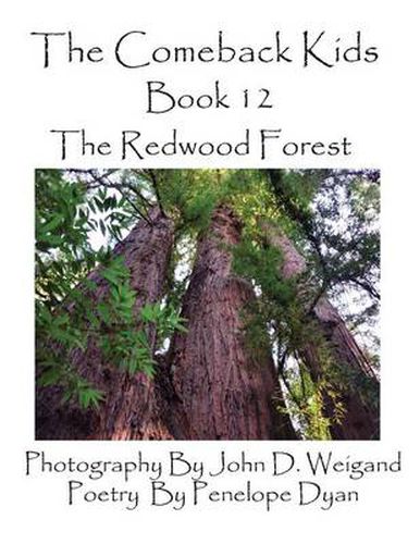 Cover image for The Comeback Kids, Book 12, the Redwood Forest