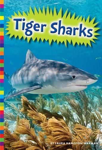 Tiger Sharks