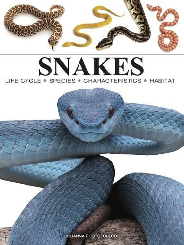 Cover image for Snakes