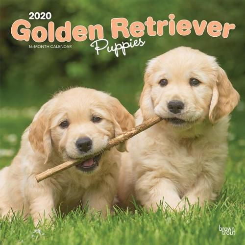 Golden Retriever Puppies 2020 Square Wall Calendar