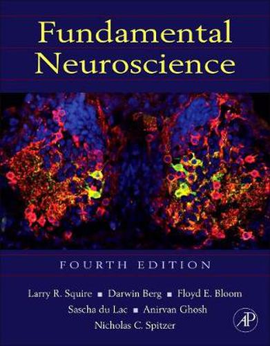 Cover image for Fundamental Neuroscience