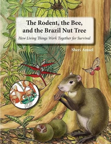 Cover image for The Rodent, the Bee, and the Brazil Nut Tree: How Living Things Work Together for Survival