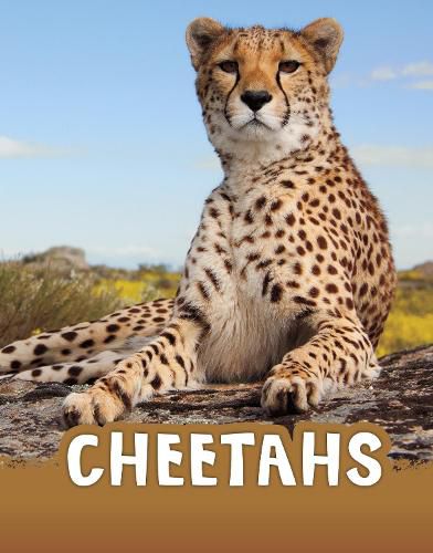 Cheetahs