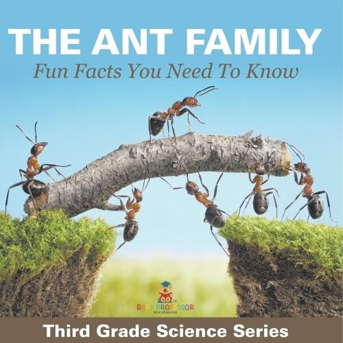 Cover image for The Ant Family - Fun Facts You Need To Know