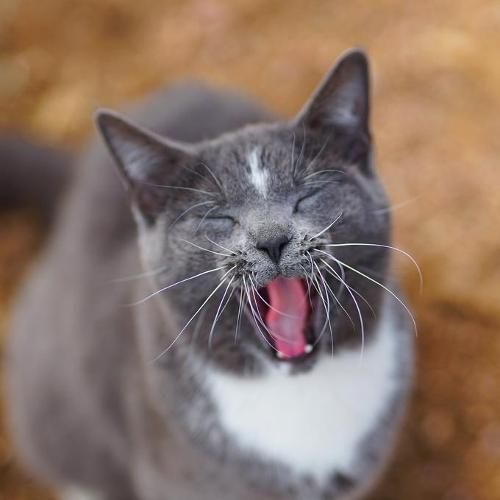 Cover image for Colorado Barn Cats - Skunk and Chauncey