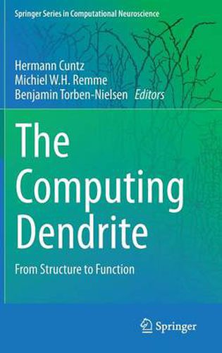 The Computing Dendrite: From Structure to Function