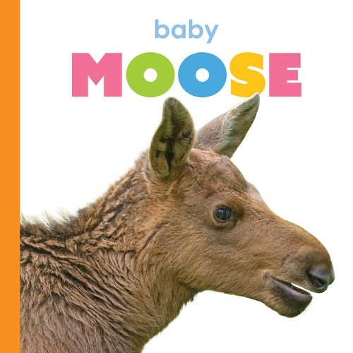 Cover image for Baby Moose