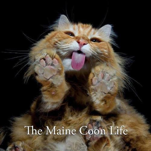 Cover image for The Maine Coon Life