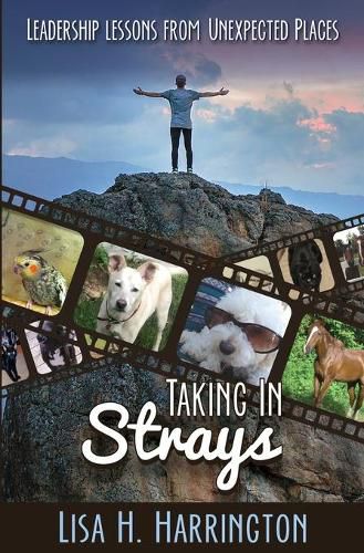 Cover image for Taking In Strays: Leadership Lessons From Unexpected Places