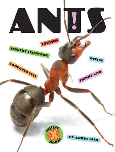 Cover image for Ants