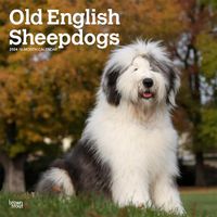 Cover image for Old English Sheepdogs 2024 Square