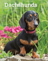 Cover image for Dachshunds 2020 Diary