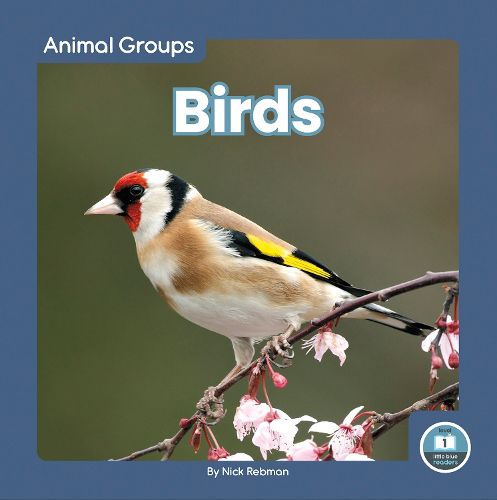 Cover image for Birds