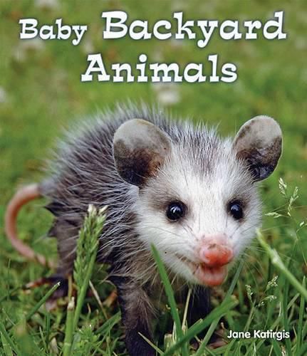 Cover image for Baby Backyard Animals