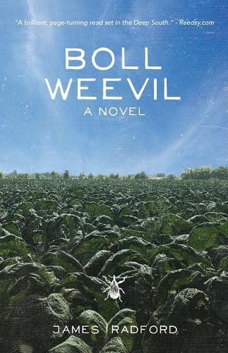 Cover image for Boll Weevil