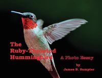 Cover image for The Ruby-throated Hummingbird: A Photo Essay