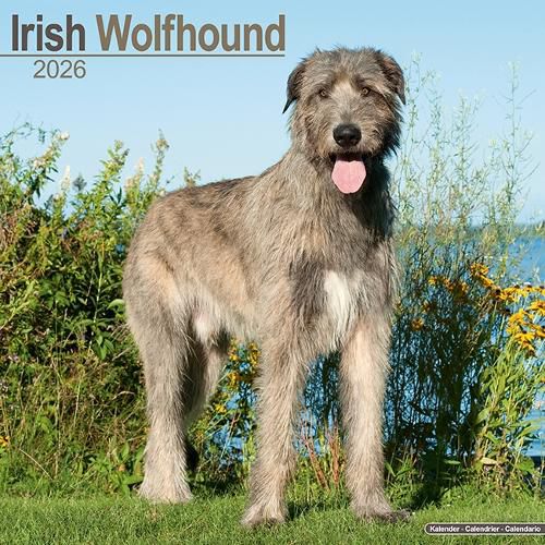 Cover image for Irish Wolfhound Calendar 2026 Square Dog Breed Wall Calendar - 16 Month