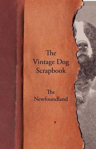 Cover image for The Vintage Dog Scrapbook - The Newfoundland