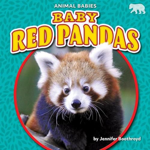 Cover image for Baby Red Pandas