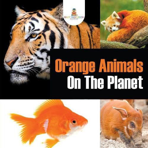 Cover image for Orange Animals On The Planet