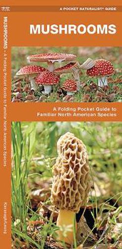 Cover image for Mushrooms: A Folding Pocket Guide to Familiar North American Species