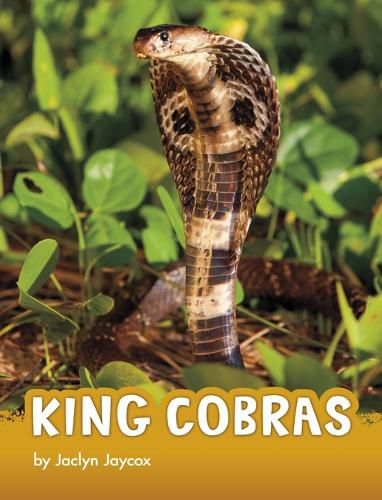 Cover image for King Cobras