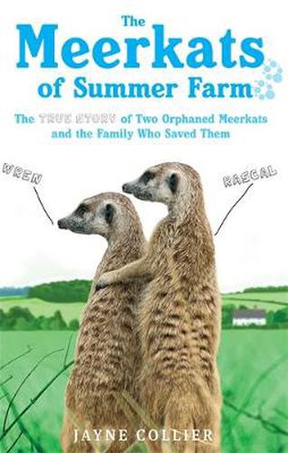 Cover image for The Meerkats Of Summer Farm: The True Story of Two Orphaned Meerkats and the Family Who Saved Them