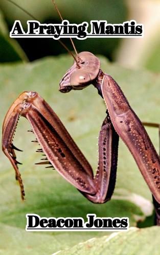 Cover image for A Praying Mantis