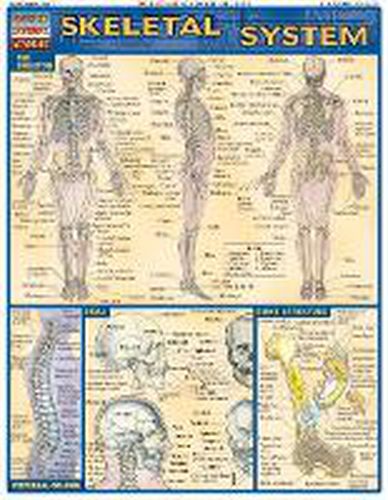 Cover image for Skeletal System