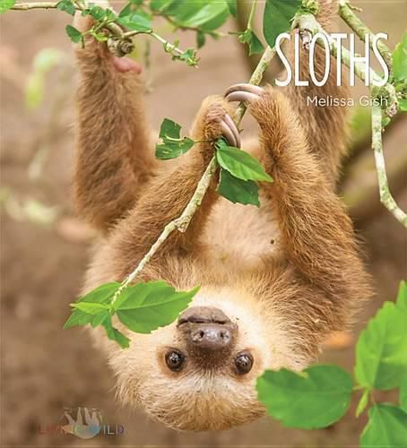 Cover image for Sloths