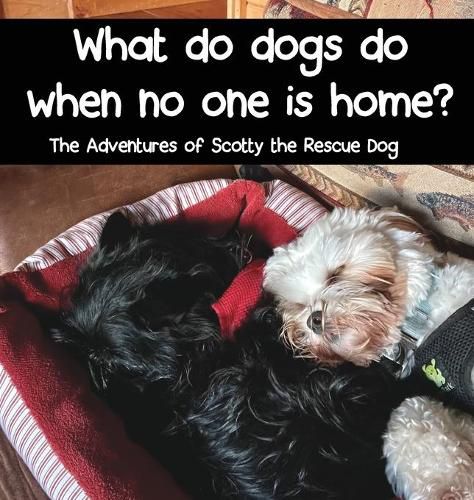 Cover image for What do dogs do when no one is home?