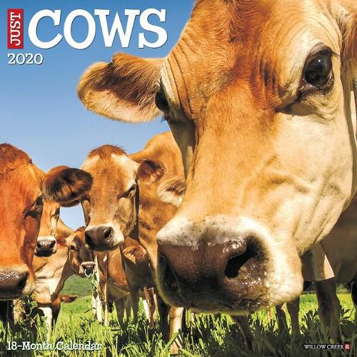 Cover image for Just Cows 2020 Wall Calendar