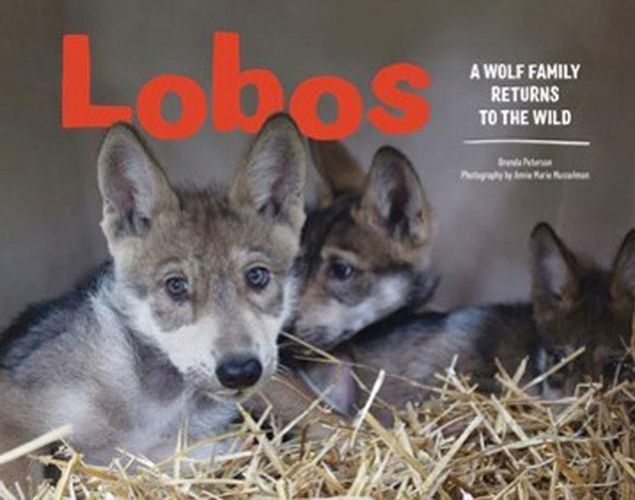 Cover image for Lobos: A Wolf Family Returns to the Wild