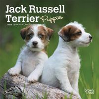 Cover image for Jack Russell Terrier Puppies 2020 Mini Wall Calendar