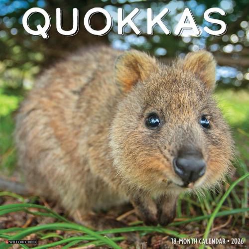 Cover image for Quokkas 2026 Wall Calendar