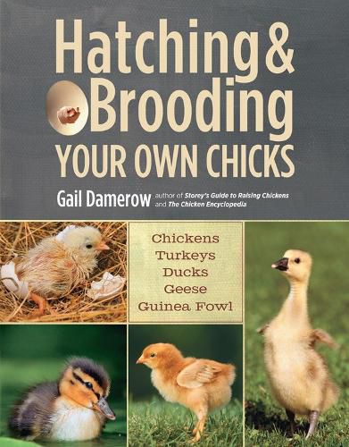 Cover image for Hatching & Brooding Your Own Chicks