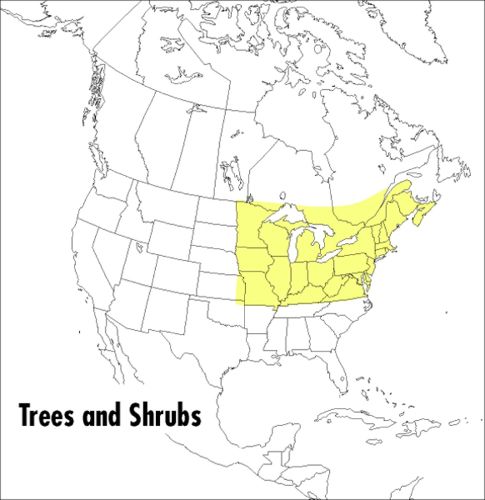 Cover image for A Field Guide to Trees and Shrubs: Northeastern and North-Central United States and Southeastern and South-Central Canada