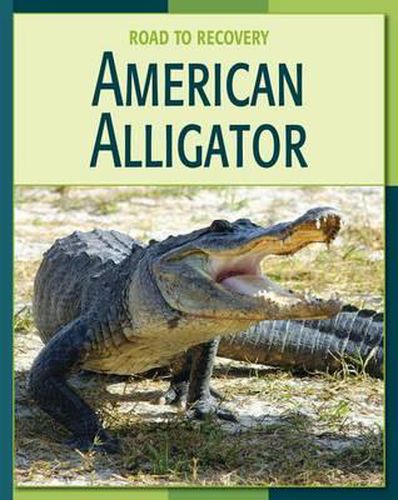 Cover image for American Alligator