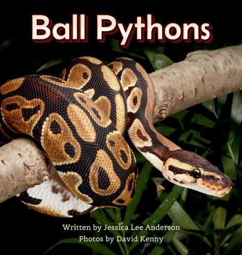 Cover image for Ball Pythons
