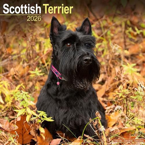 Cover image for Scottish Terrier Calendar 2026 Square Dog Breed Wall Calendar - 16 Month