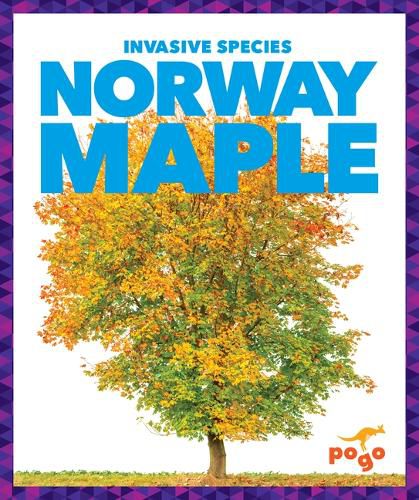 Norway Maple