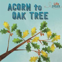 Cover image for Life Cycles: Acorn to Oak Tree