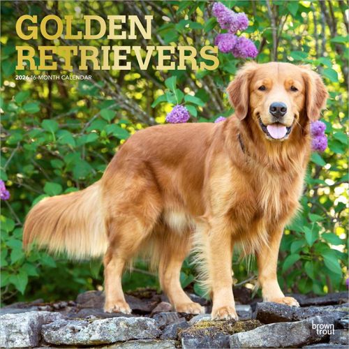 Cover image for Golden Retrievers 2026 12 X 24 Inch (Hanging) Monthly Square Wall Calendar Foil Stamped Cover Plastic-Free