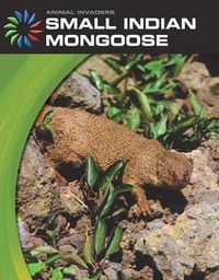 Cover image for Small Indian Mongoose