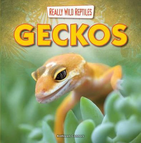 Cover image for Geckos
