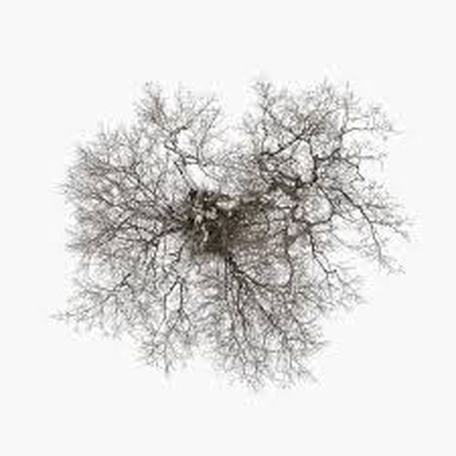 Cover image for Tree (Vinyl)