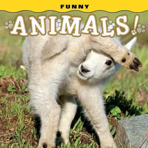 Funny Animals!