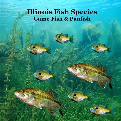 Cover image for Illinois Game Fish and Panfish Species Kids Book