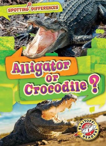 Alligator or Crocodile